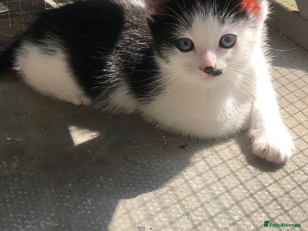 Domestic Shorthair cats for sale:  classic black and white kittens - Image 2