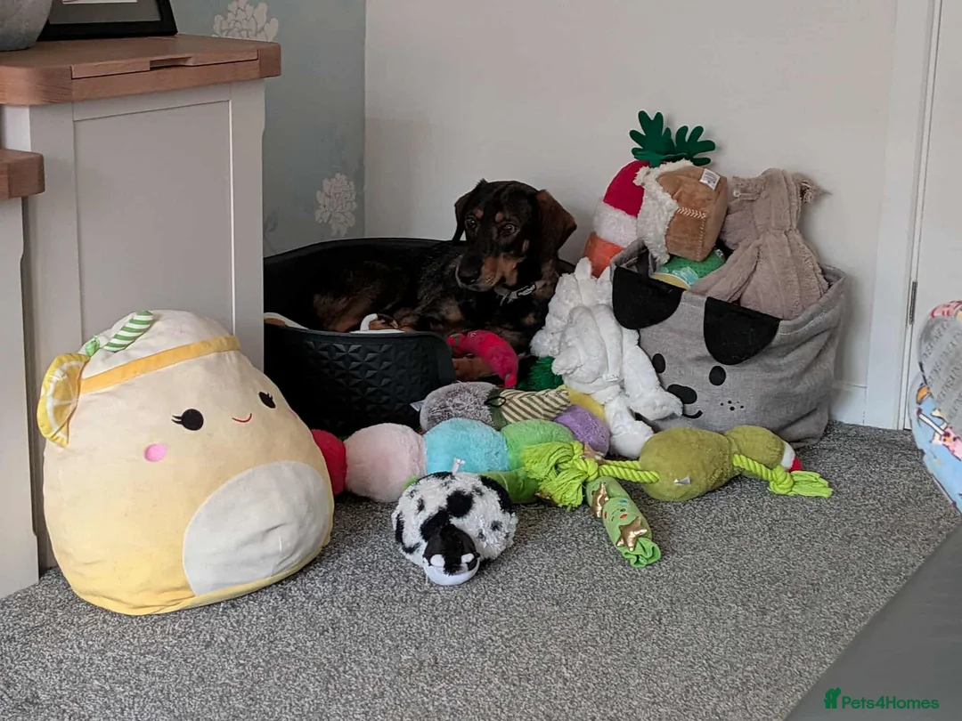 Mixed Breed dogs for adoption: Argos the true gent  - Advert 3