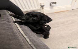 Cockapoo dogs for sale: We have Four Beautiful Cockerpoo Puppies Available - Image 4