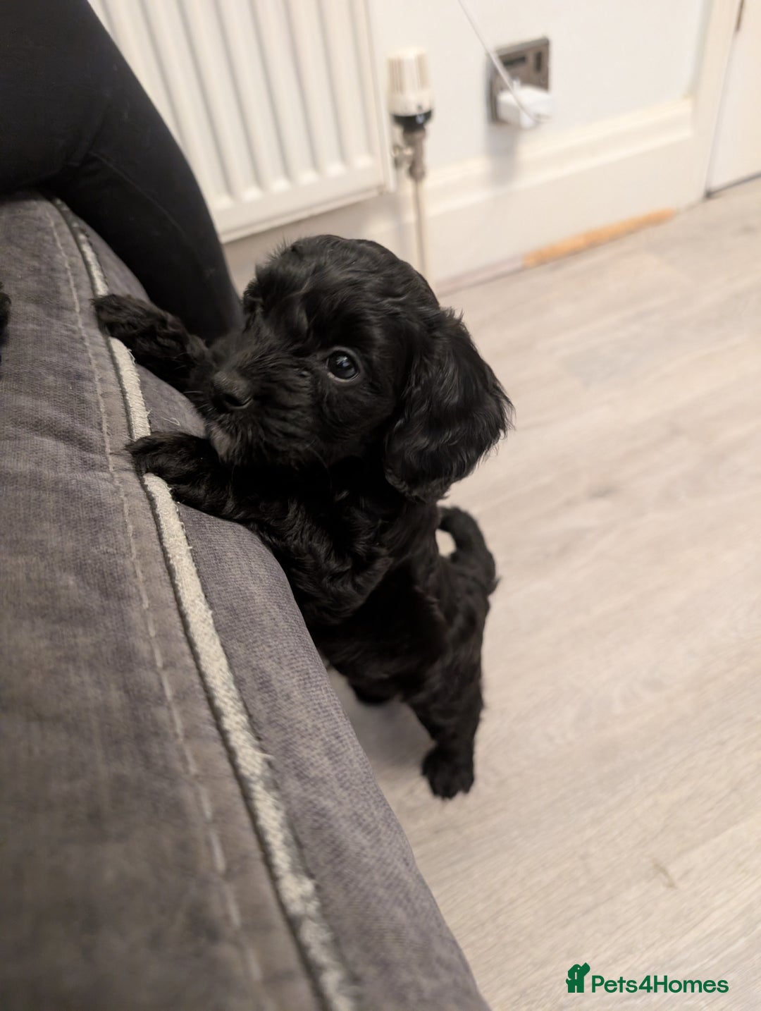 Cockapoo dogs for sale: We have Four Beautiful Cockerpoo Puppies Available - Image 4