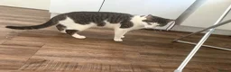 Mixed Breed cats for sale: Beautiful boy cat - Advert 2
