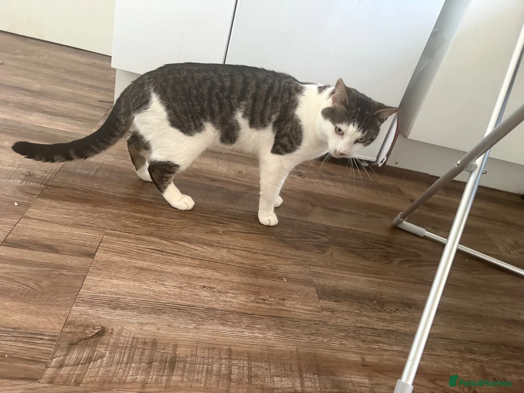 Mixed Breed cats for sale: Beautiful boy cat - Advert 2