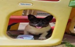 French Bulldog dogs for sale: Pink floodle producer Male - Image 2