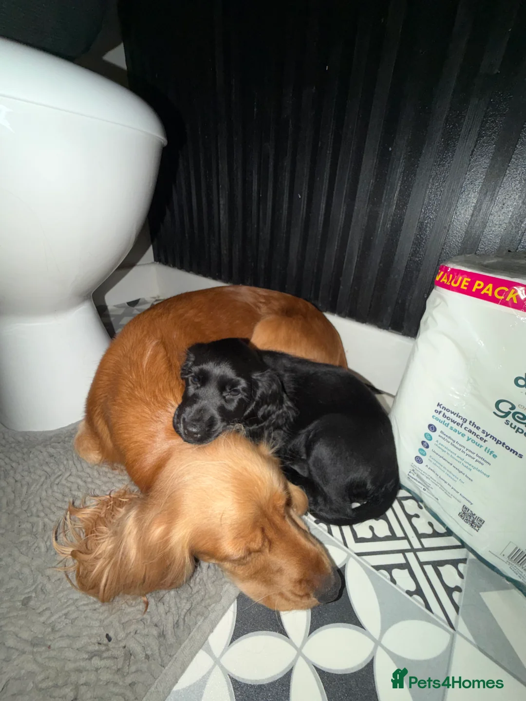 Cocker Spaniel dogs for sale: Show cocker spaniel 10 weeks old - Advert 2