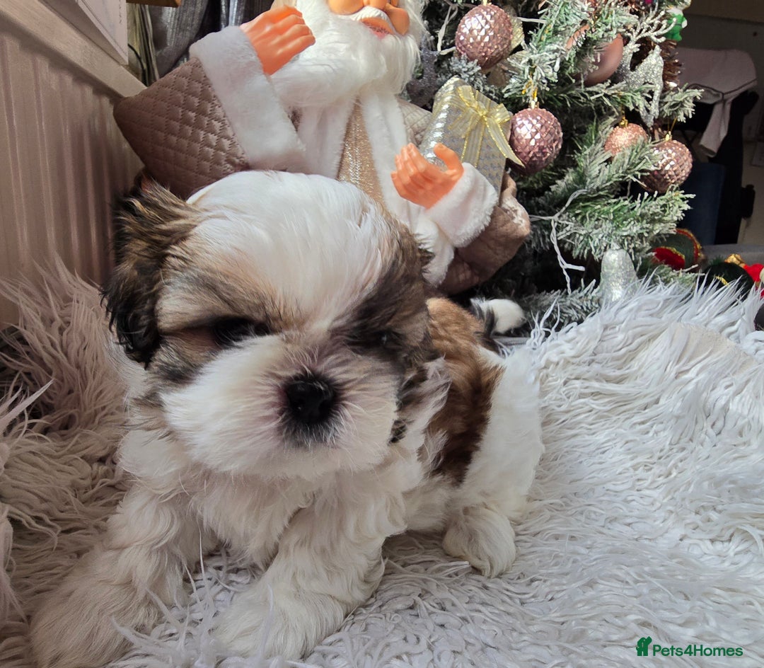 Shih Tzu dogs for sale: Two Shih Tzu female - Advert 13