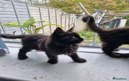 Maine Coon cats for sale: Maincoon x ragdoll  - Image 8