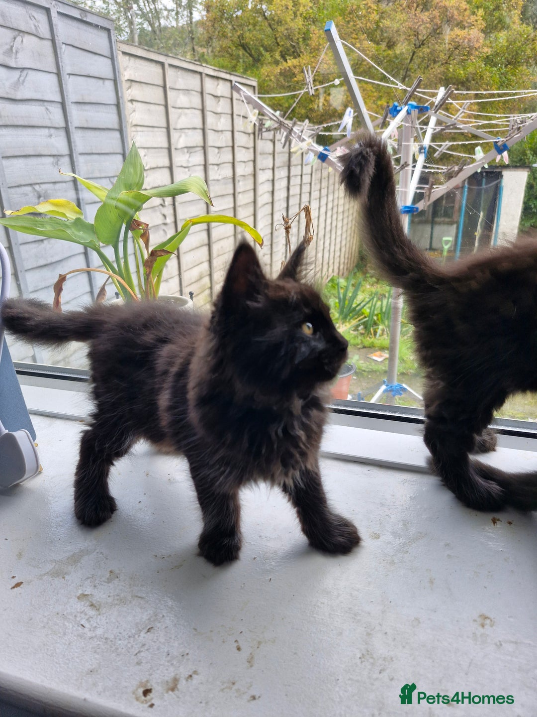 Maine Coon cats for sale: Maincoon x ragdoll  - Image 8