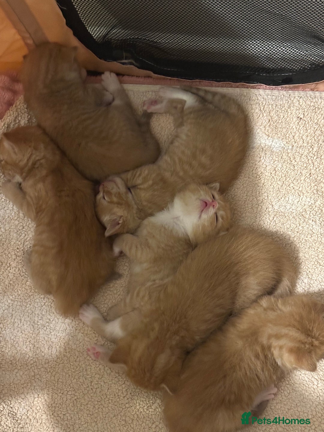 Domestic Shorthair cats for sale: 6 ginger kittens for sale - Image 1