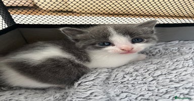 Mixed Breed cats - Advert 9