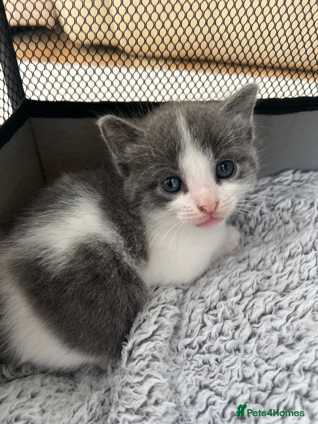 Mixed Breed cats for sale: REDUCED: 2 friendly kittens remain- regime 26/8/25 - Image 5