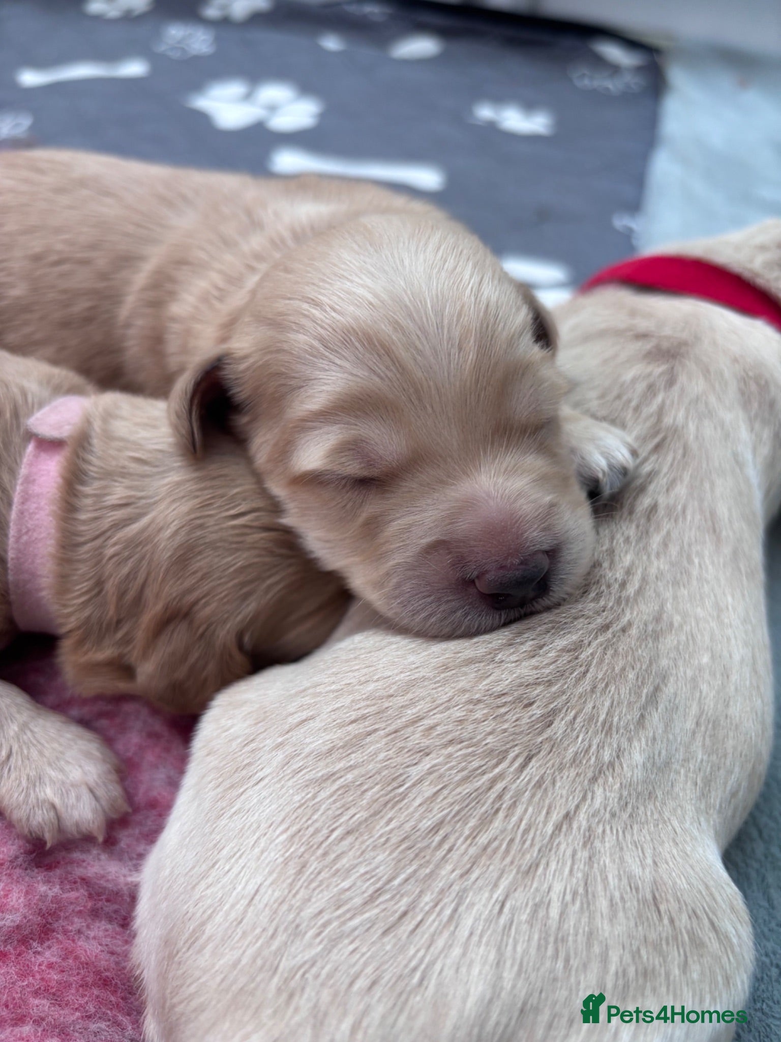 Mixed Breed dogs Gorgeous Ultimate Doodles - Advert 1