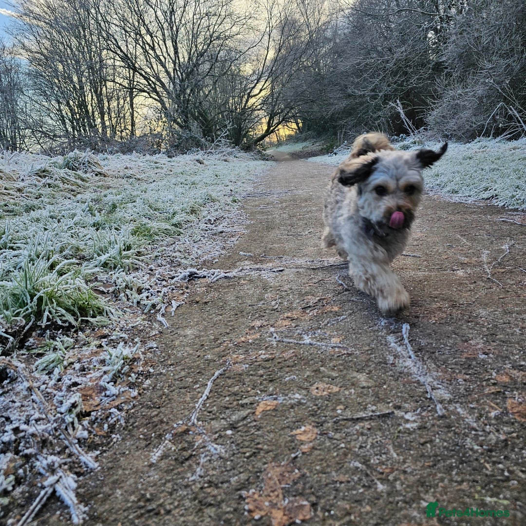 Mixed Breed dogs for sale: Miniature Dachshund x Bichon Havanese Puppies - Advert 9