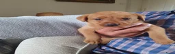 Labrador Retriever dogs for sale: Labrador puppies - Advert 16
