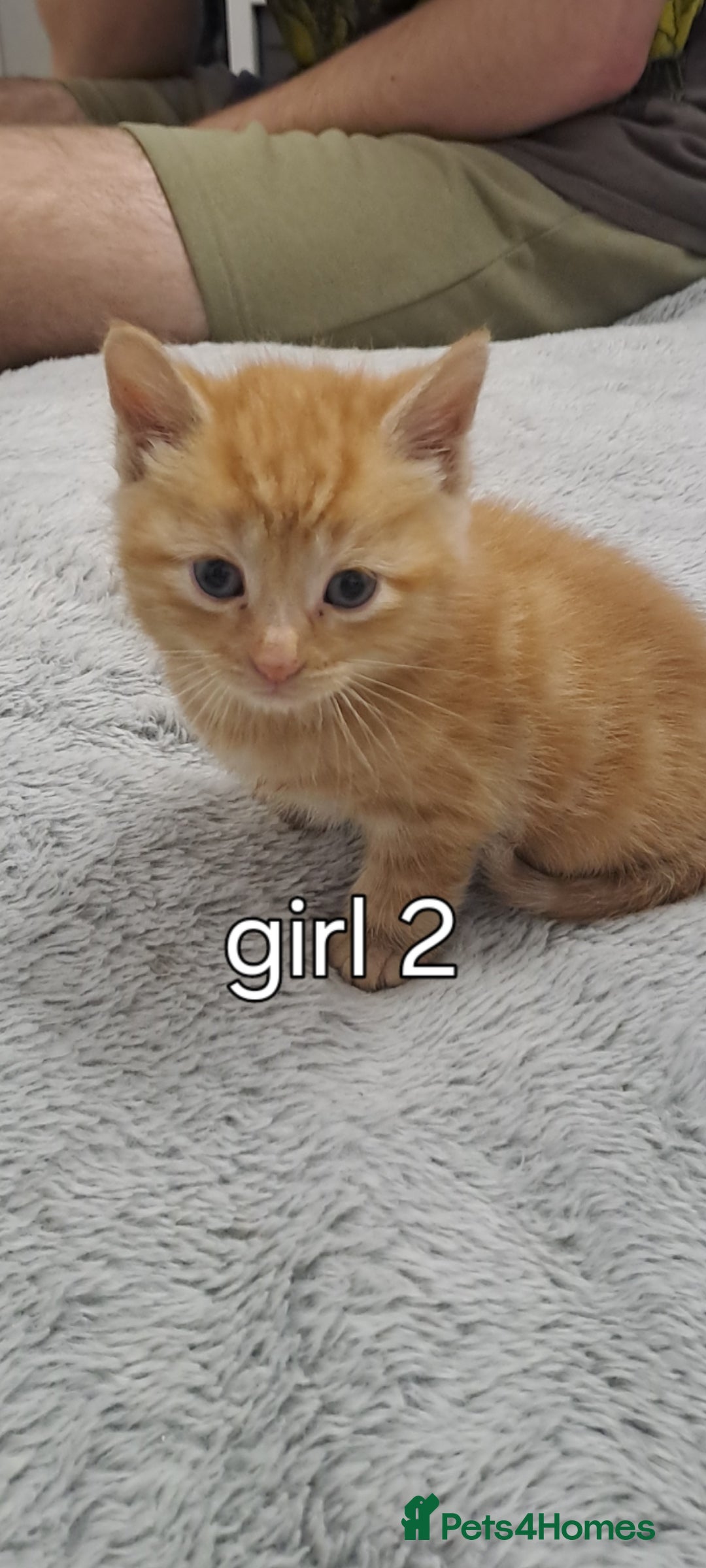 Ragdoll cats for sale: 5 female kittens for sale  - Advert 5