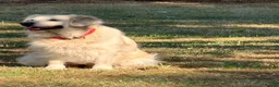Golden Retriever dogs for sale: World champions blood, FCI & KC in Liverpool - Advert 11