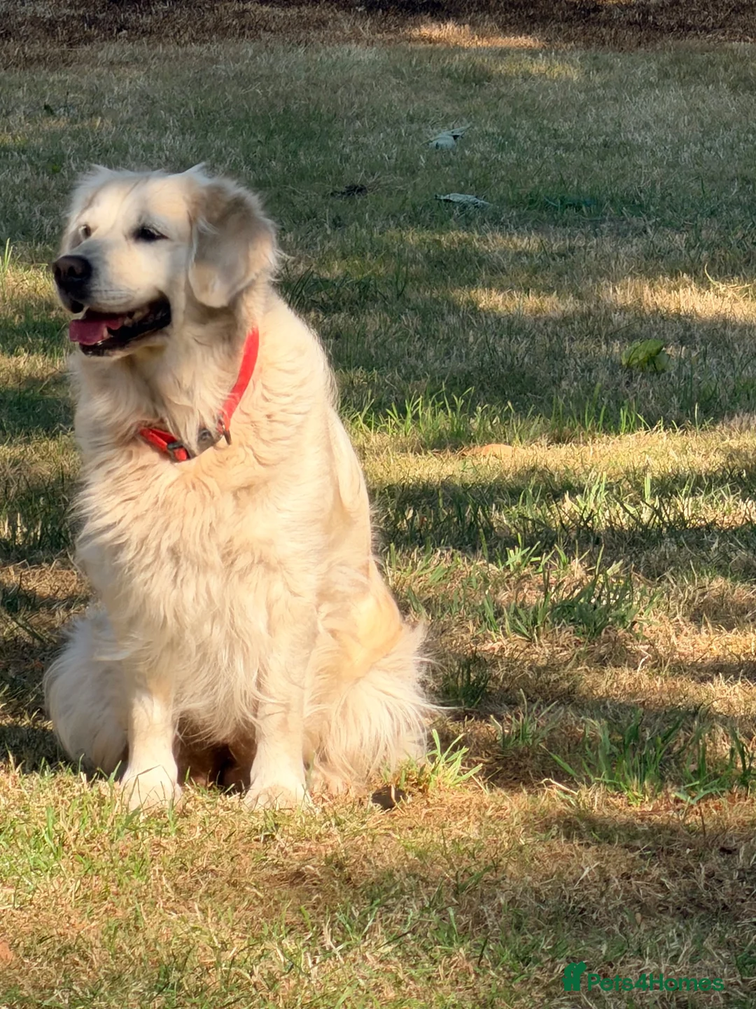 Golden Retriever dogs for sale: World champions blood, FCI & KC in Liverpool - Advert 11