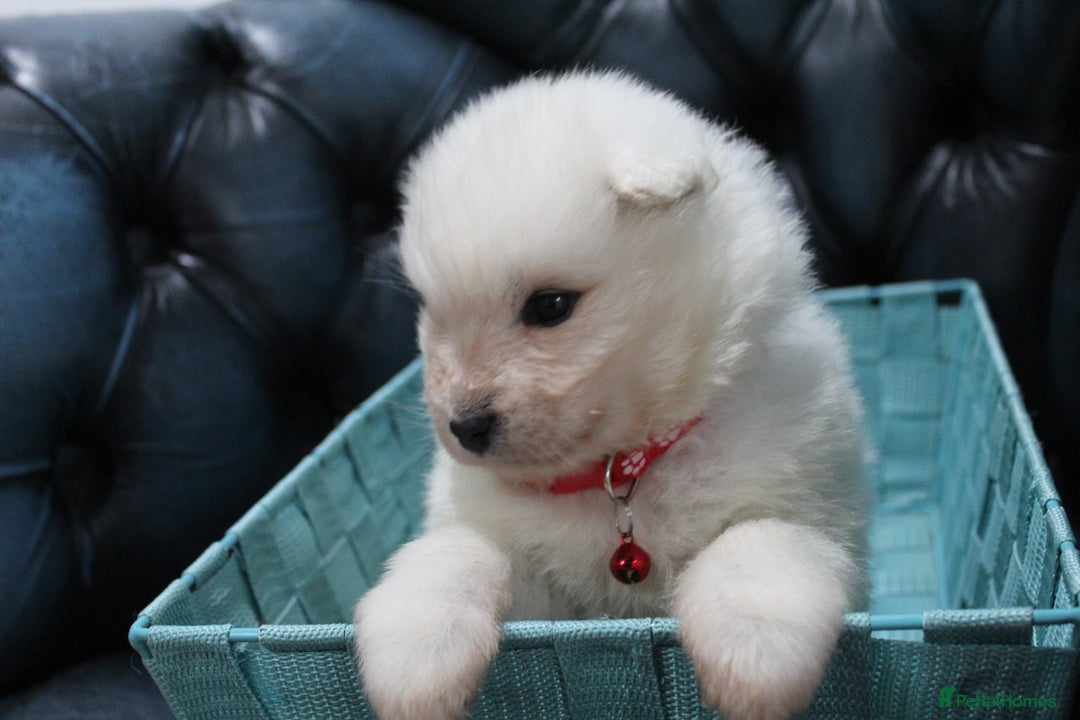 Samoyed dogs for sale: Bundle of joy and fluff - Image 2