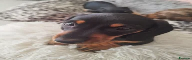 Miniature Dachshund Puppy 1