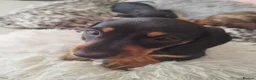 Miniature Dachshund dogs for sale: MINIATURE DACHSHUND! - Advert 8
