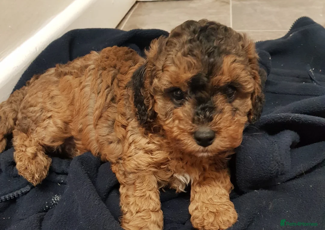 Toy Poodle dogs for stud: Proven red toy poodle For stud  ( Health tested )  in Rotherham - Advert 34