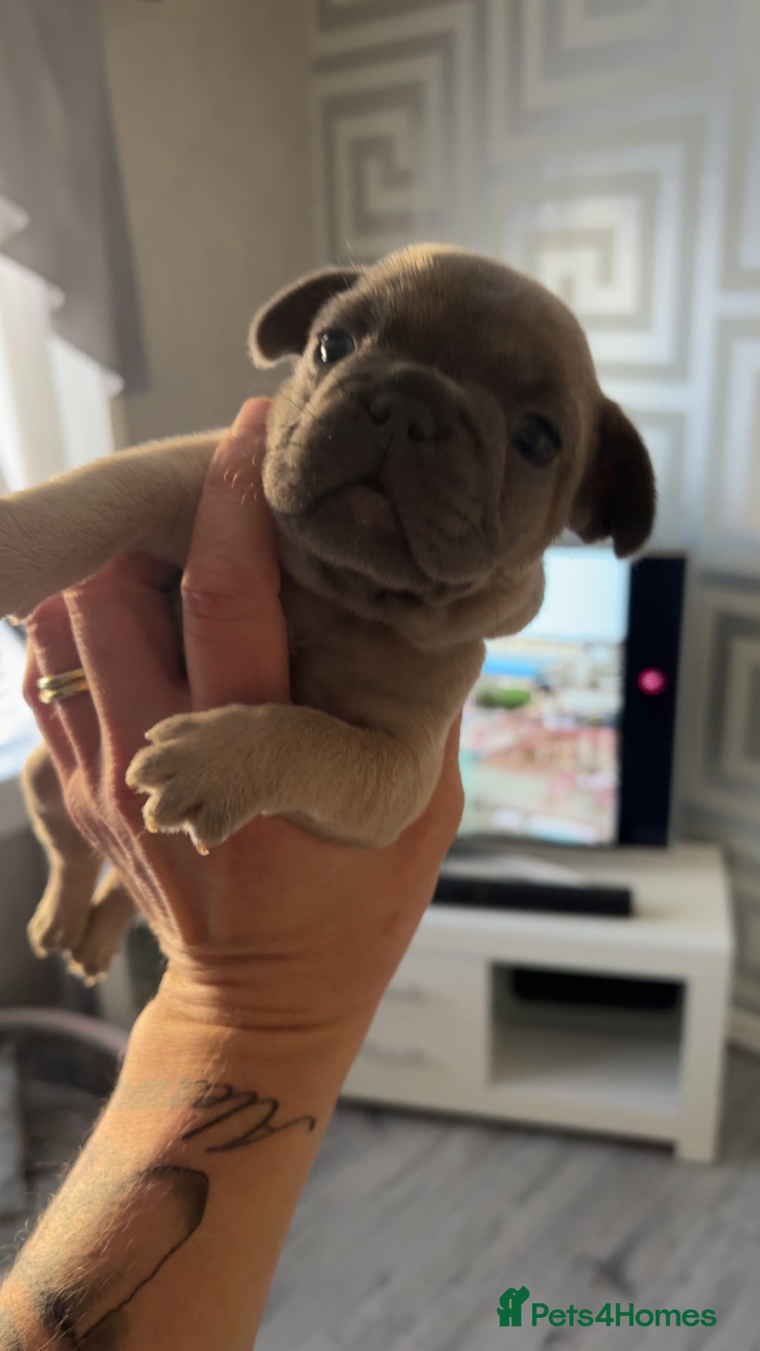 French Bulldog dogs for sale: Frenchies  - Advert 5
