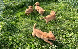 Labrador Retriever dogs for sale: 💛💛 Excellent Labrador Pups 💛💛 - Image 5