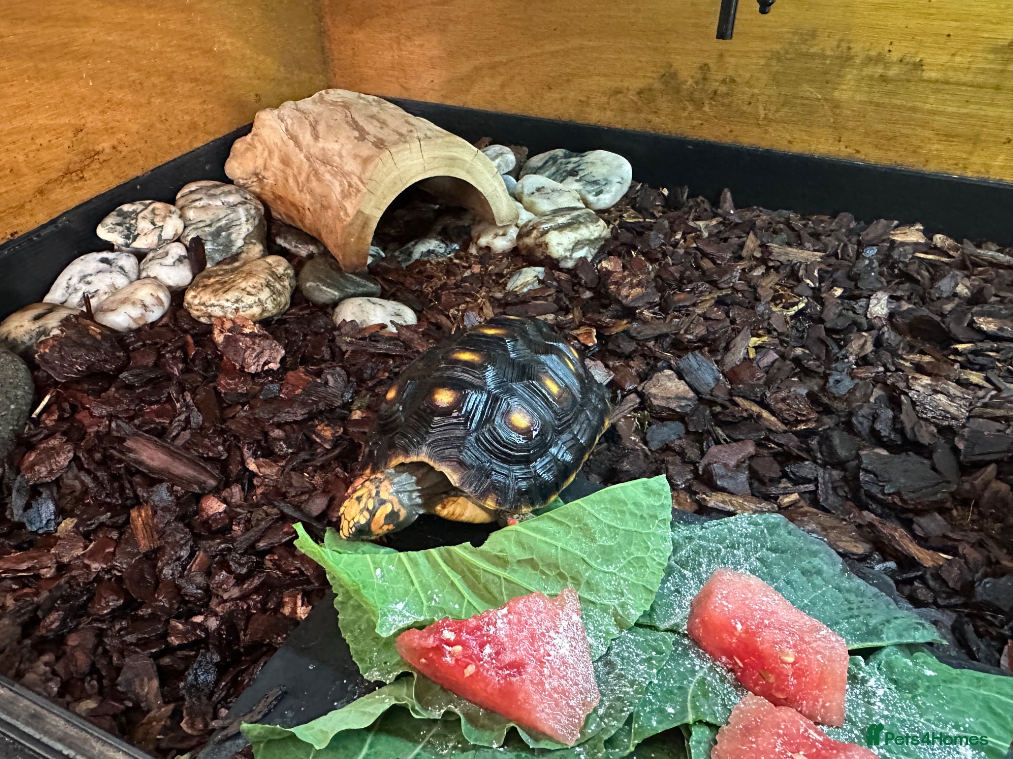 Tortoise reptiles Red footed tortoises with enclosure  - Advert 1