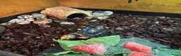 Tortoise reptiles for sale: Red footed tortoises with enclosure  in Sunderland - Advert 1