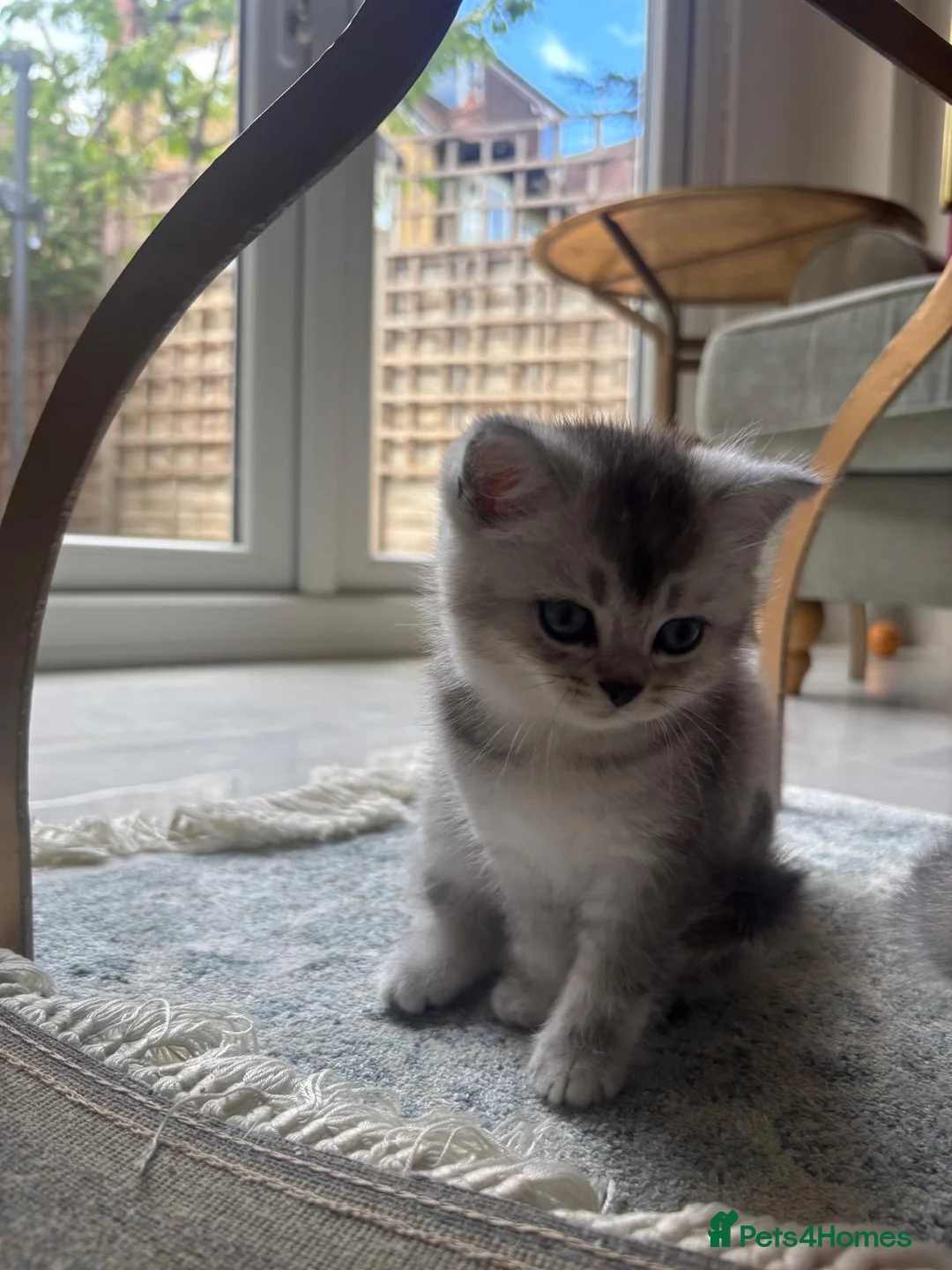 Scottish Fold cats for sale: Pure Scottish Fold  - Advert 2