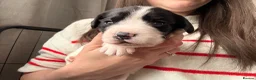 Cockerdor dogs for sale: Litter of Cockerdors  - Advert 20