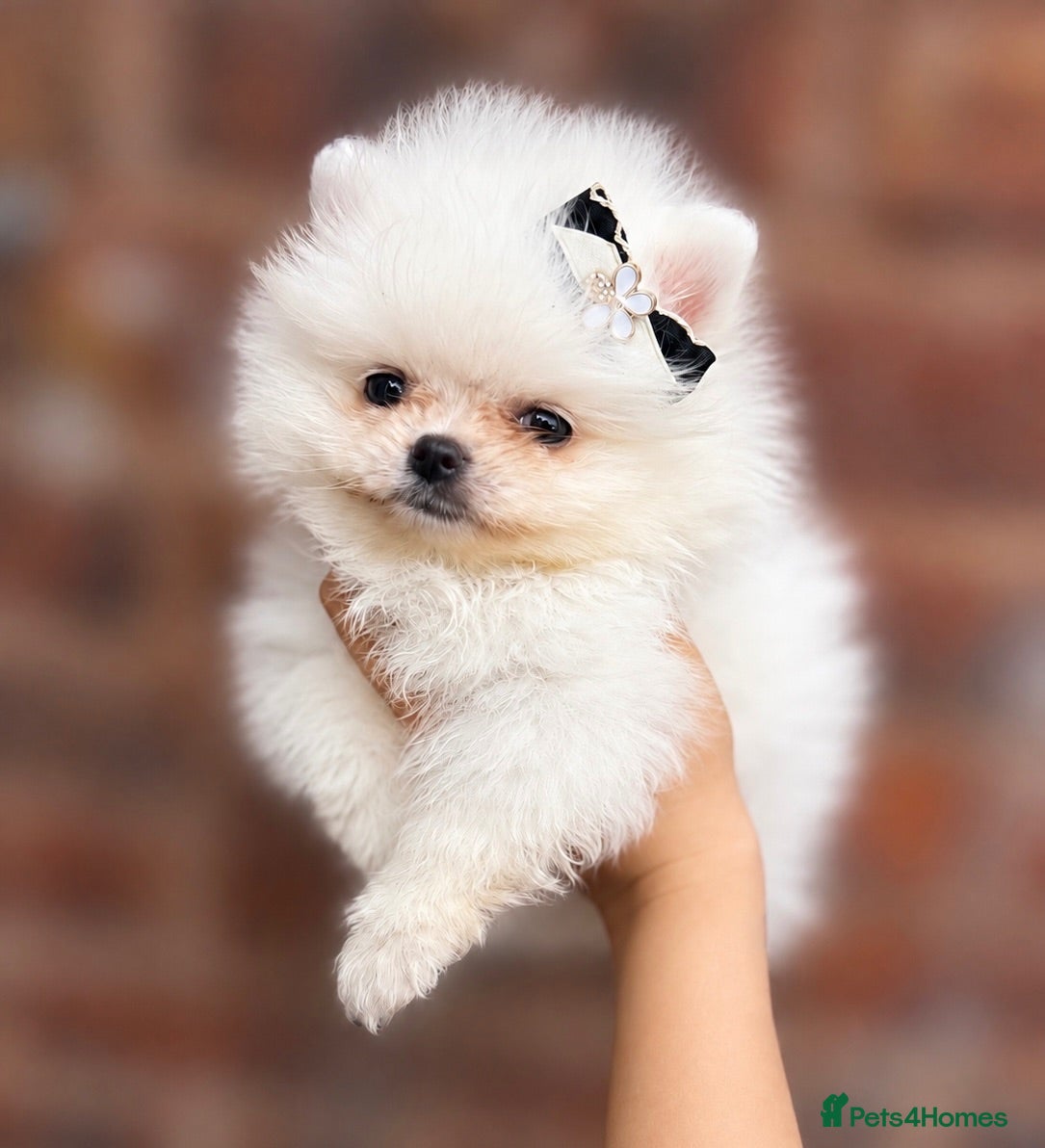 Pomeranian dogs ✨ Luxury Pomeranian Puppies ✨ - Advert 2