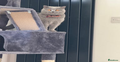 British Shorthair cats - Advert 14