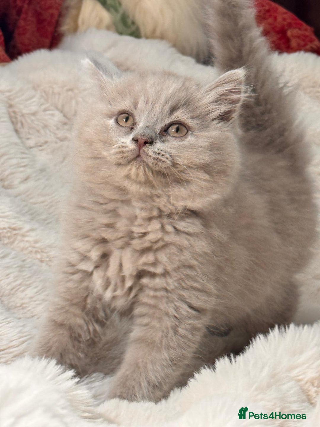 British Longhair cats for sale: !!Champion Bloodline!! British longhair GCCF stoke - Advert 6