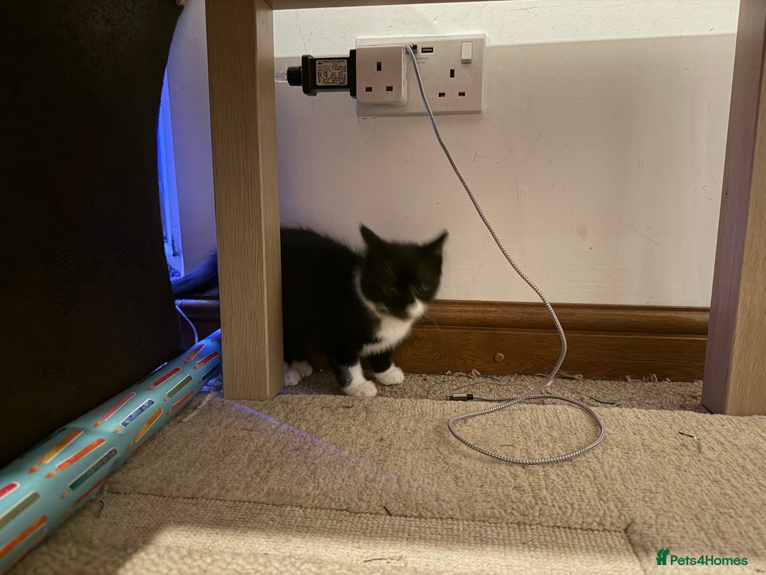 Mixed Breed cats for sale: Kittens for a good home - Advert 2