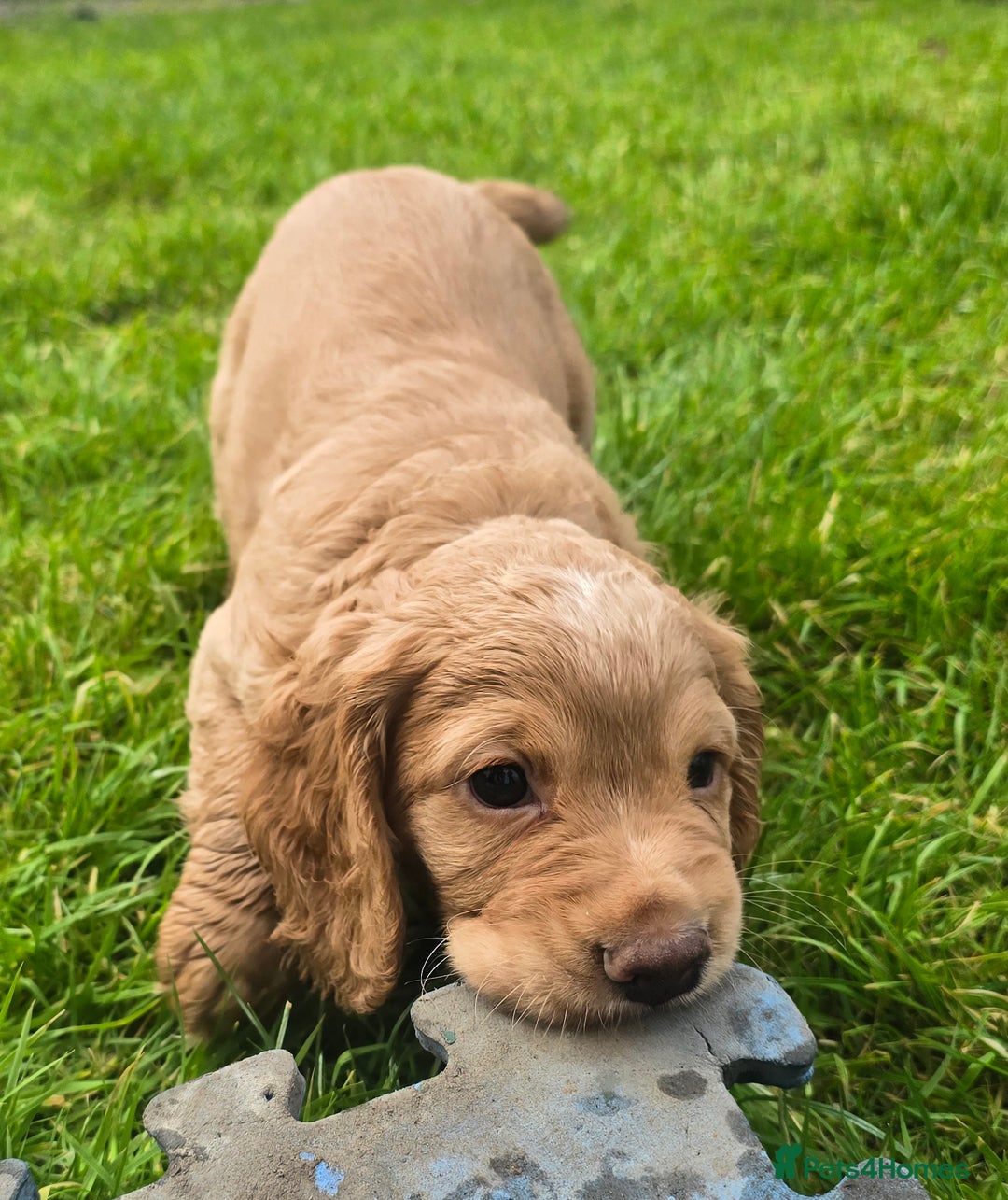 Cocker Spaniel dogs for sale: Working cocker spaniel, kc reg & many FTCH ,3boys - Advert 2