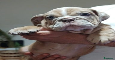 English Bulldog dogs - Advert 1