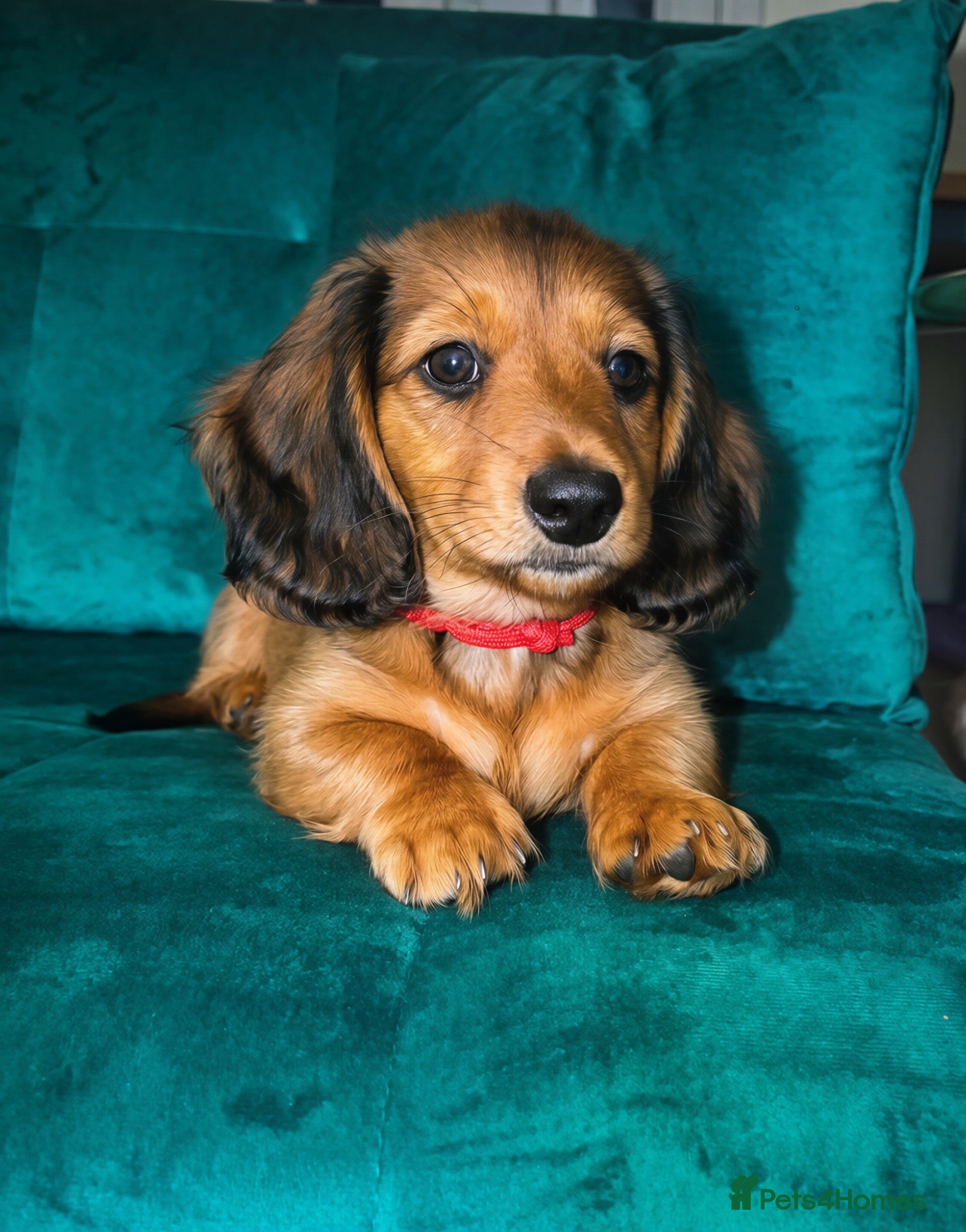 Miniature Dachshund dogs Stunning Long-Haired Miniature Dachshund Boy - Advert 16