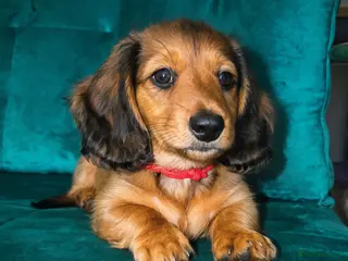 Miniature Dachshund dogs Stunning Long-Haired Miniature Dachshund Boy - Advert 16