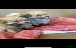 Pomapoo dogs for sale: Beautiful, Pomapoo puppies - Image 6