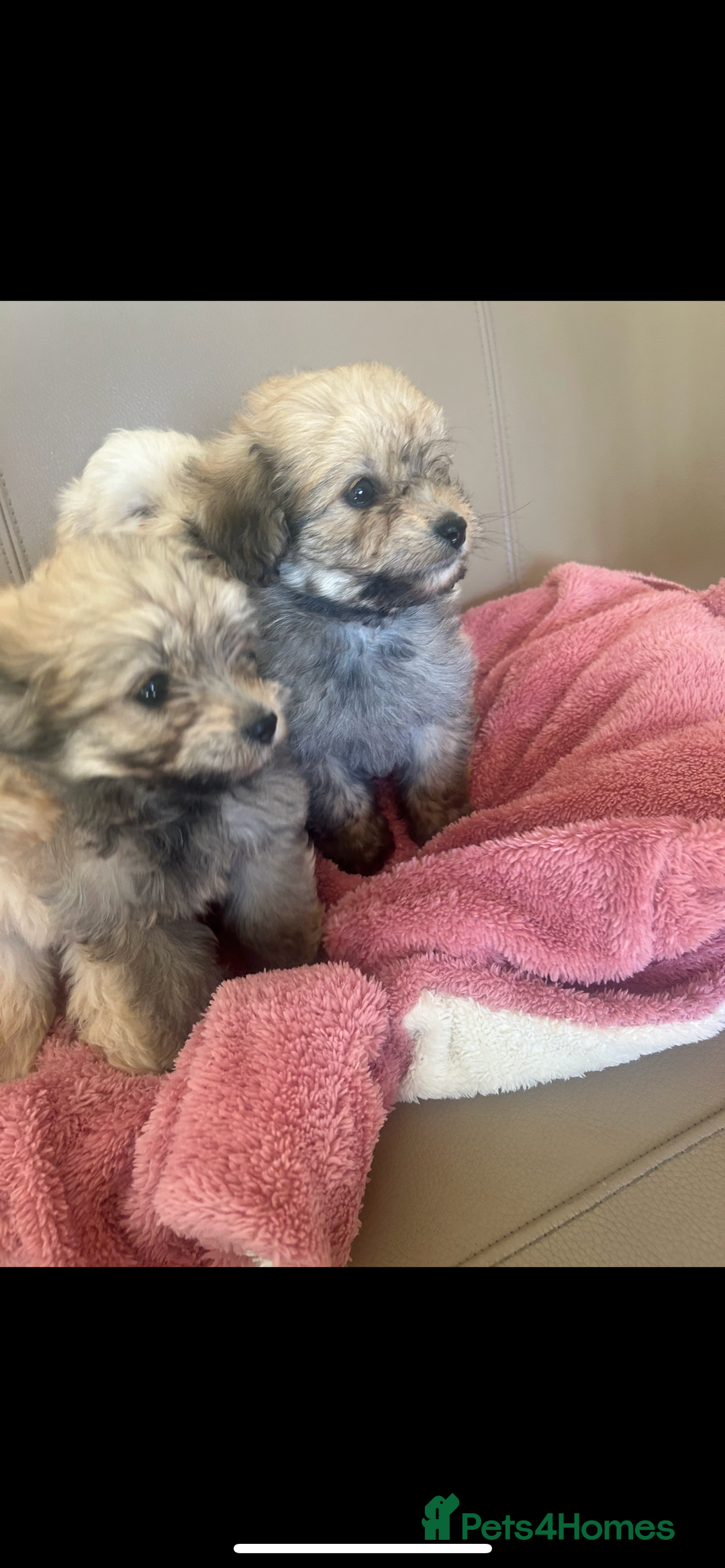 Pomapoo dogs for sale: Beautiful, Pomapoo puppies - Image 6