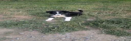 Border Collie dogs for sale: Isds registered pups  in Richmond - Advert 4