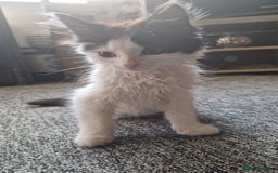 Domestic Shorthair cats for sale: Domestic long haired kittens  - Image 3
