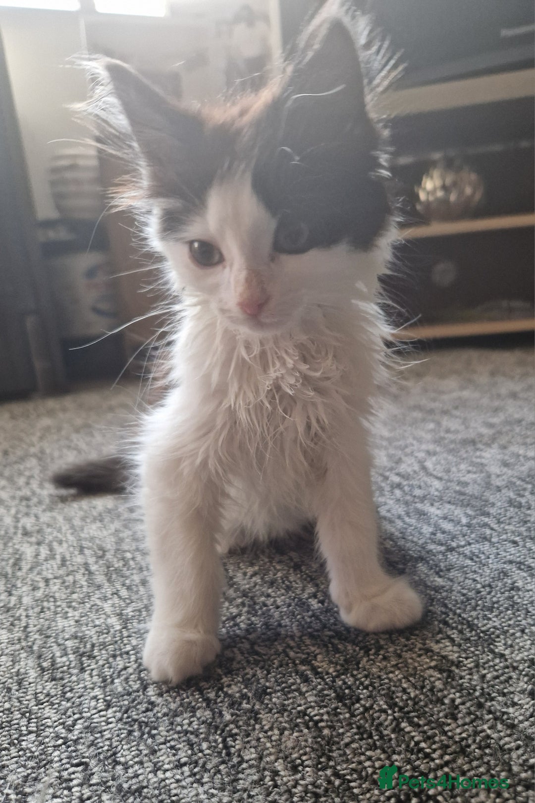 Domestic Shorthair cats for sale: Domestic long haired kittens  - Image 3