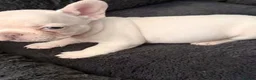French Bulldog dogs for sale: French Bulldog  in Perth - Advert 3