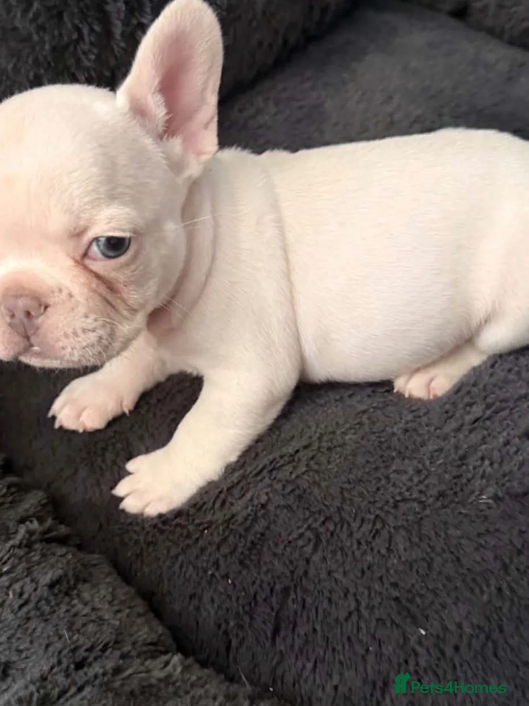 French Bulldog dogs for sale: French Bulldog  in Perth - Advert 3