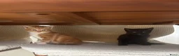 Mixed Breed cats for sale: Cute kittens looking for a new home  - Advert 3
