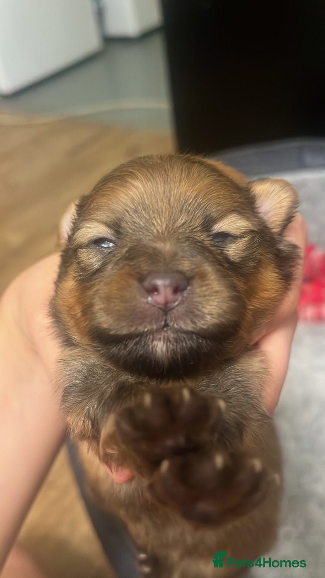 Pomeranian dogs for sale: THREE BEAUTIFUL POMERANIAN PUPPIES⚠️⚠️❗️  - Image 9