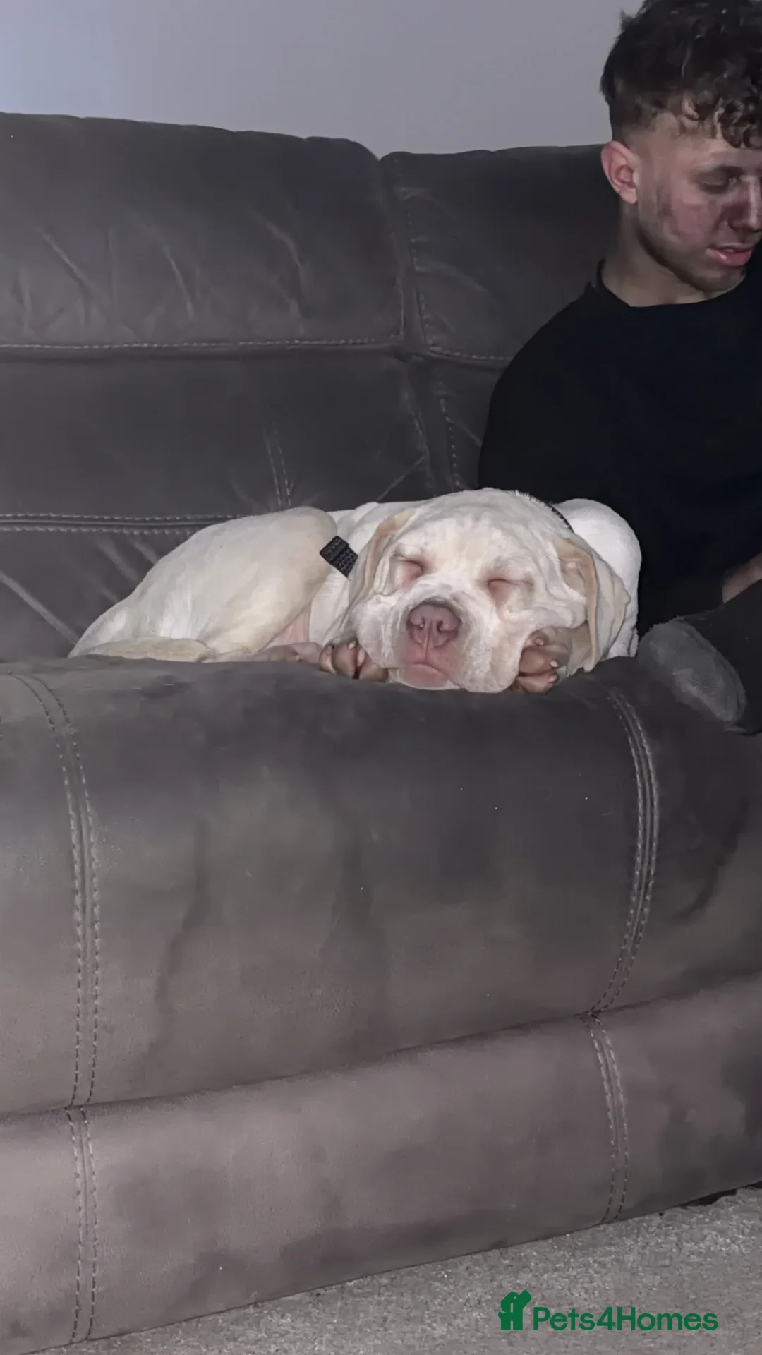 Cane Corso dogs for sale: Cane corso - Advert 3