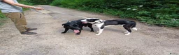 Mixed Breed dogs for sale: Meet SHEAMUS - a sensitive boy for a Loving Home🐾 in Wisbech - Advert 9