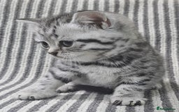 British Shorthair cats for sale: Beautiful silver tabby british shorthair kittens  - Image 10